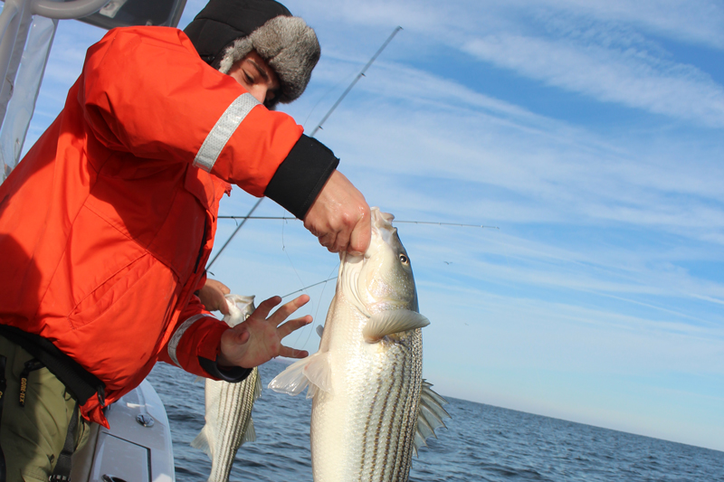 Small Goo Goo Eye? - Striper Talk Striped Bass Fishing