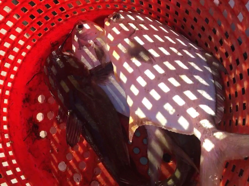 pompano caught in a net