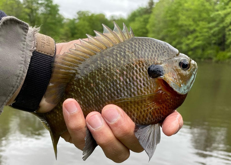 These Fish COULD NOT RESIST THIS WORM! - Pond Fishing for