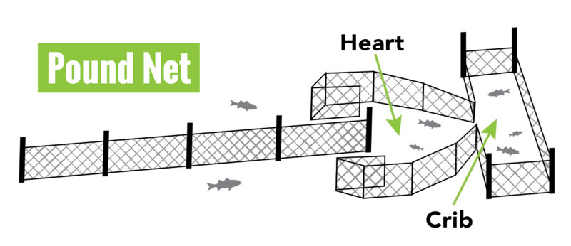 Notes from the Cockpit: Fishing Around Pound Nets