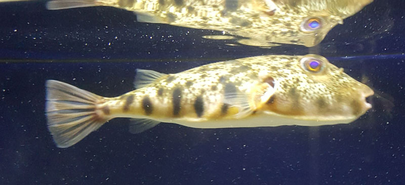 puffer fish swimming