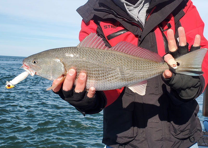 winter fishing for redfish