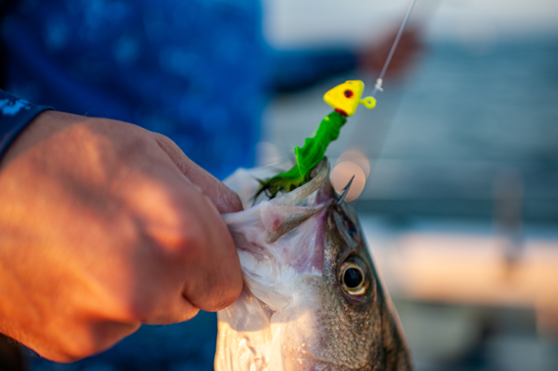 Fly fishing for striped bass - Tail Fly Fishing Magazine