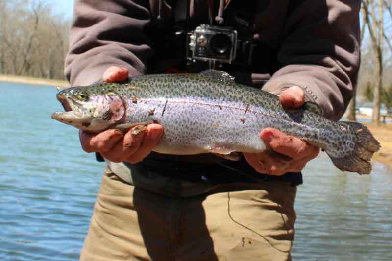 hatchery raised rainbow trout