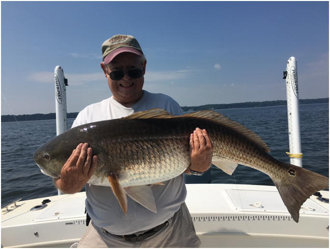 redfish in chesapeake bay