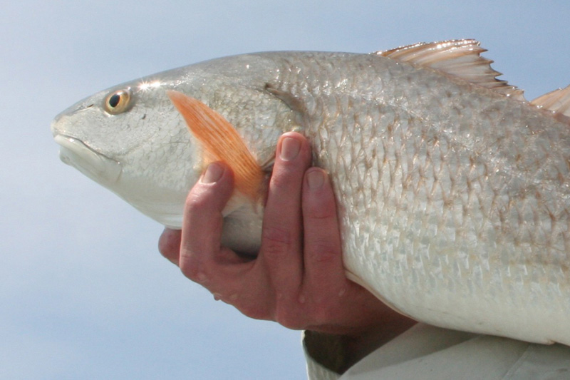 Target Red Drum and Stripers at Once