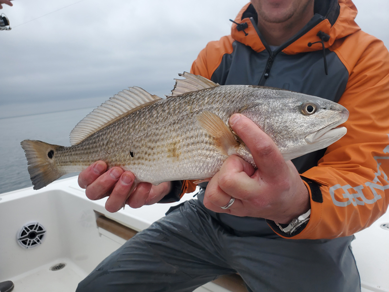red drum in winter