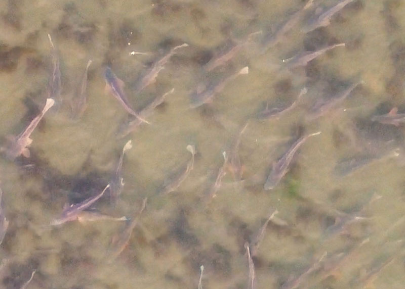 school of redfish in chesapeake bay