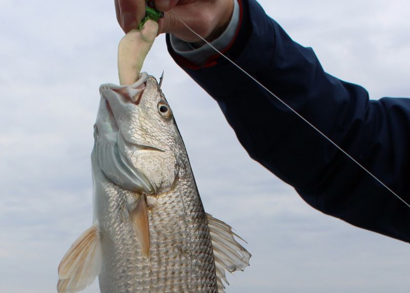 Target Red Drum and Stripers at Once