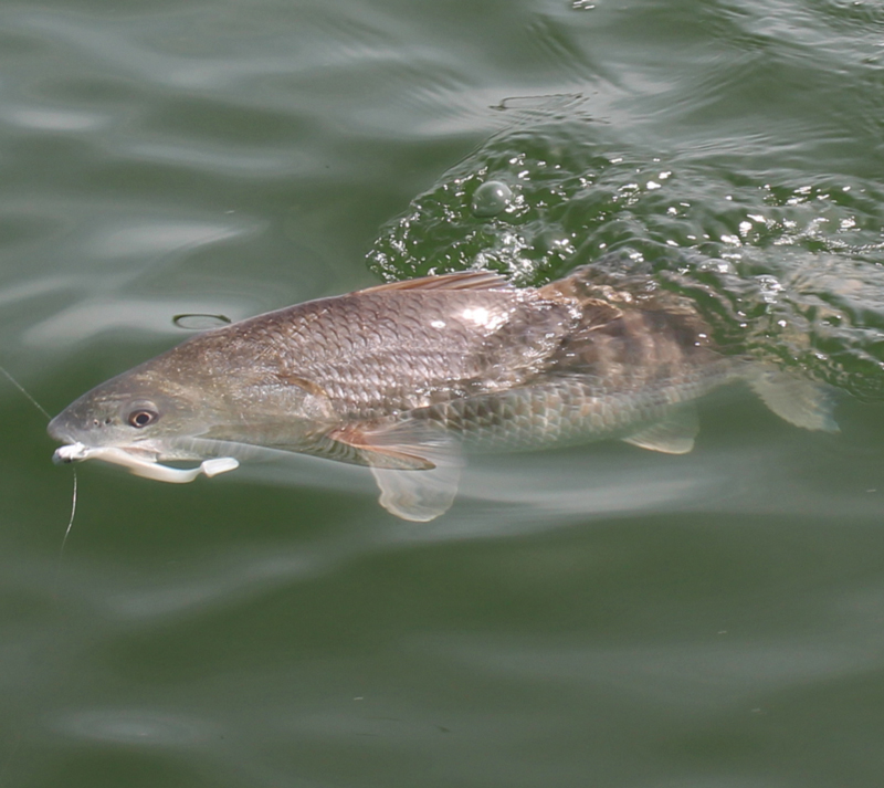 The general rule of thumb is light colored lures in clear water