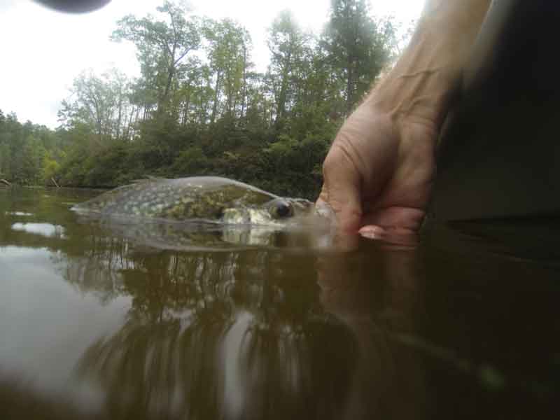 releasing a crappie
