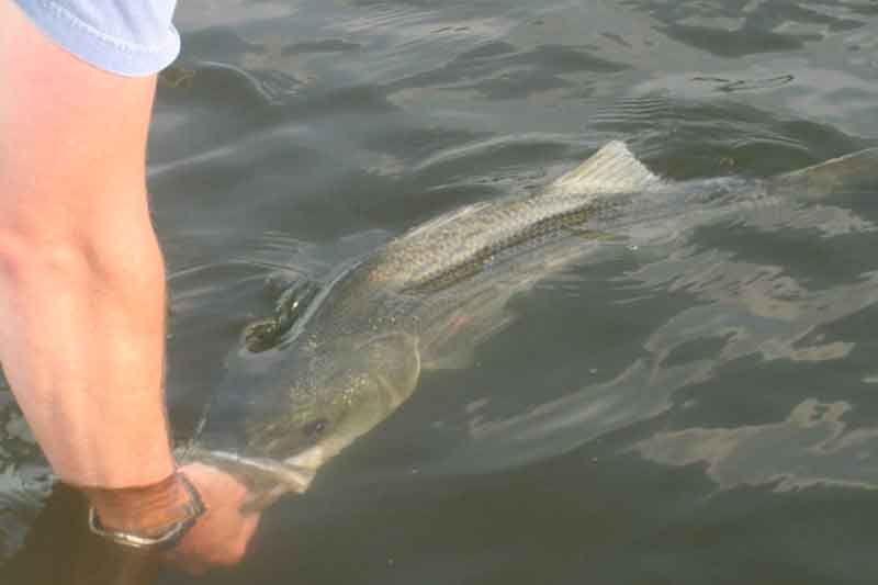 releasing a striped bass