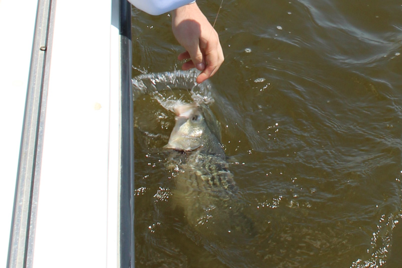 releasing a striper