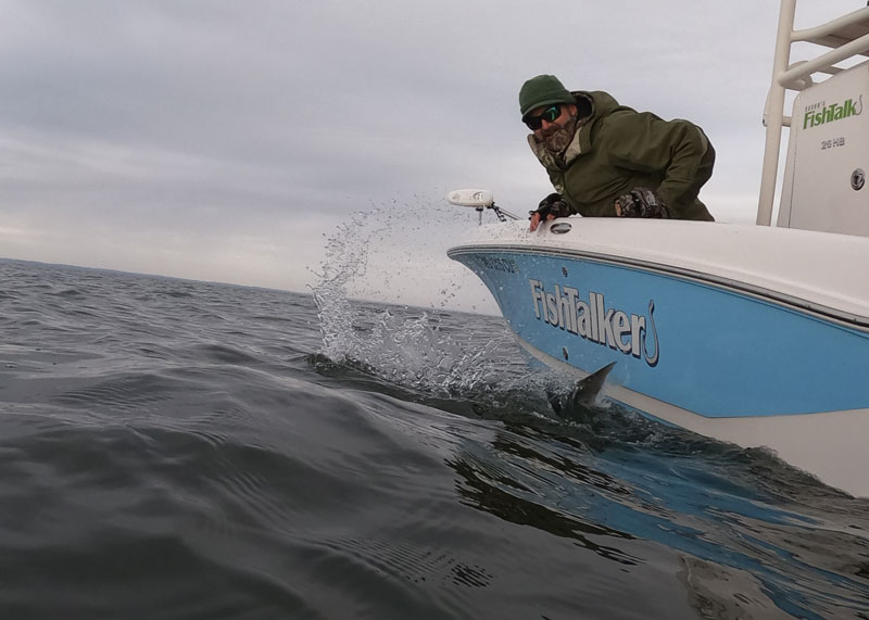 releasing a big striped bass