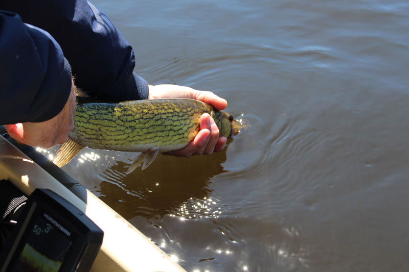 Pickerel Fishing tips for tidewater pickerel in the Chesapeake Bay