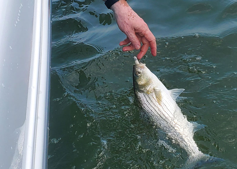 releasing a striped bass