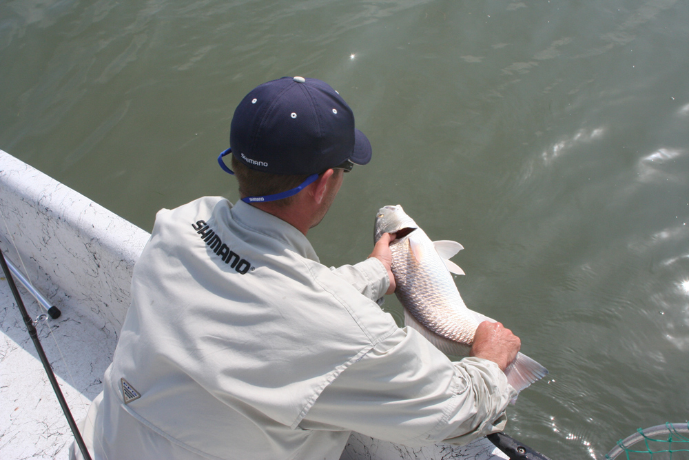 releasing a red drum