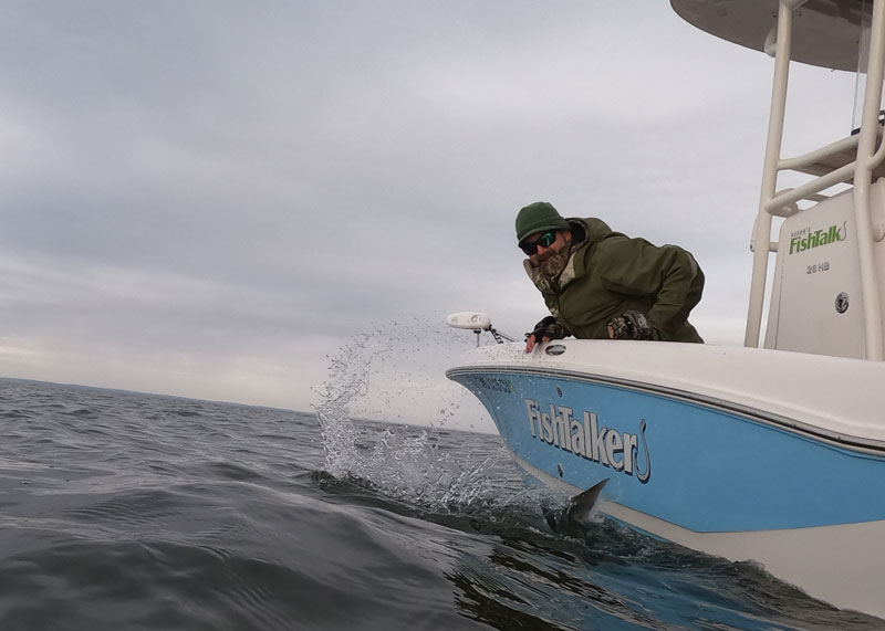 releasing a striped bass in chesapeake bay