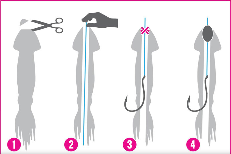 illustration for how to rig squid