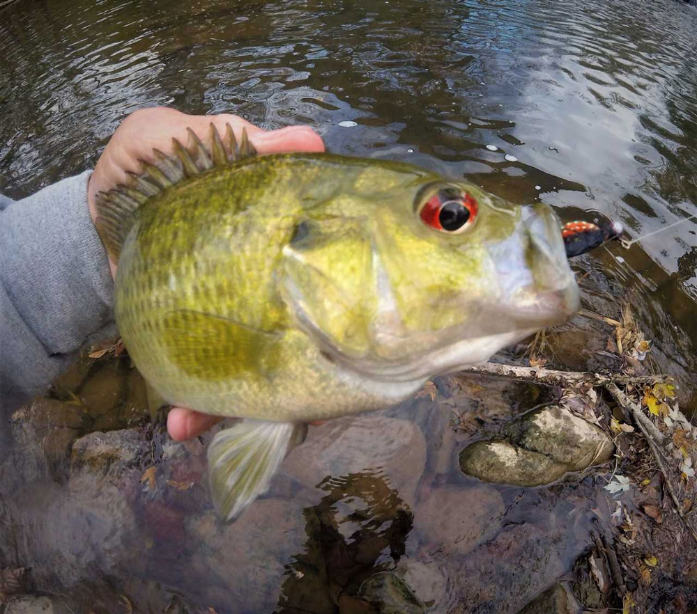 susquehanna rock bass