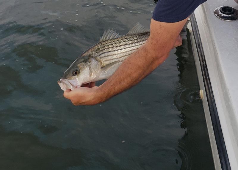 rock fish in the water