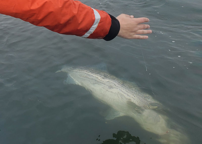 catching a big striper