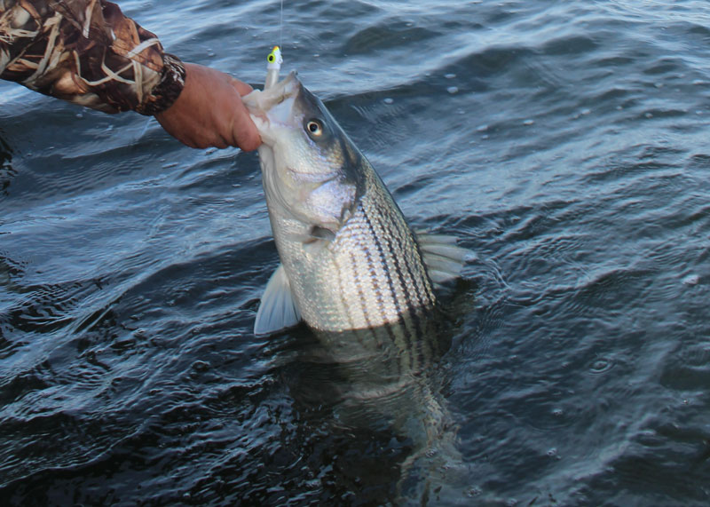 Striped Bass Regulations 2025 Red Alert FishTalk Magazine