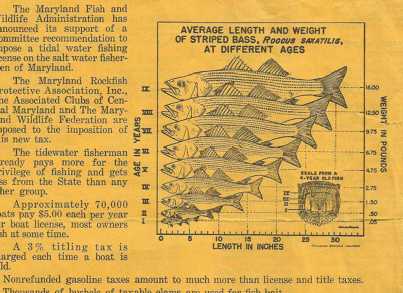 rockfish size chart