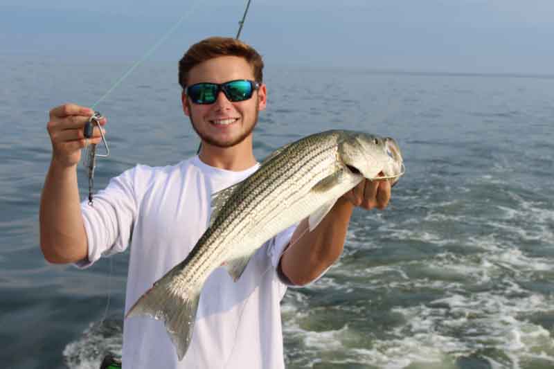 striped bass caught on planer