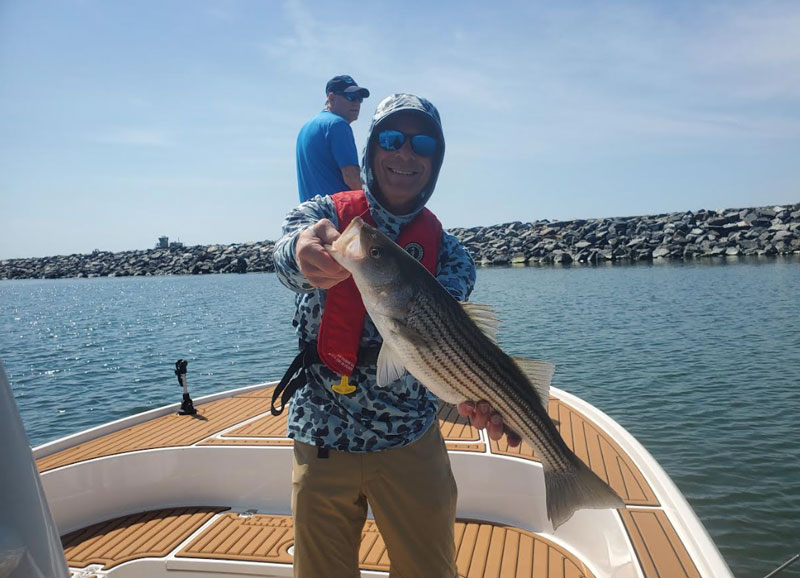 rockfish in the chesapeake bay