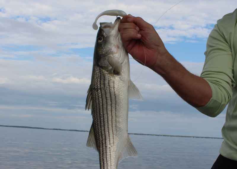 rockfish on a jig