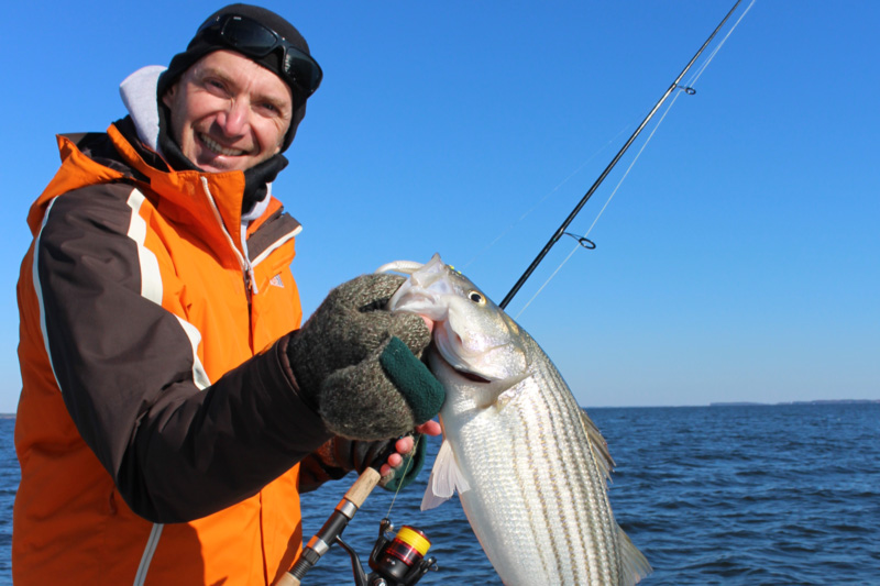 angler holds up a striped bass caught on light tackle