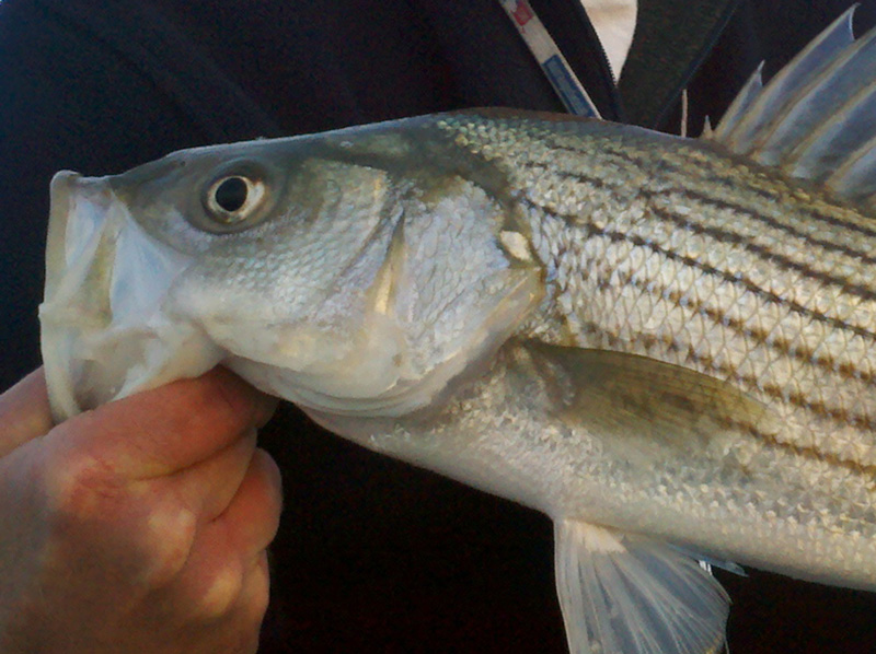 holding up a rockfish