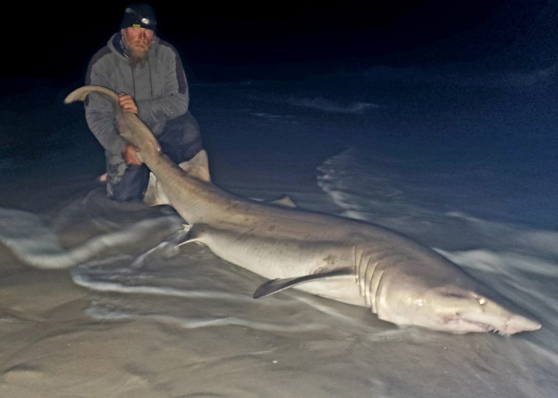 huge shark caught in the surf