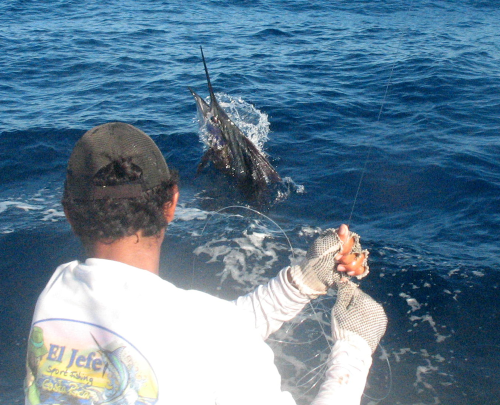 catching a sailfish in costa rica