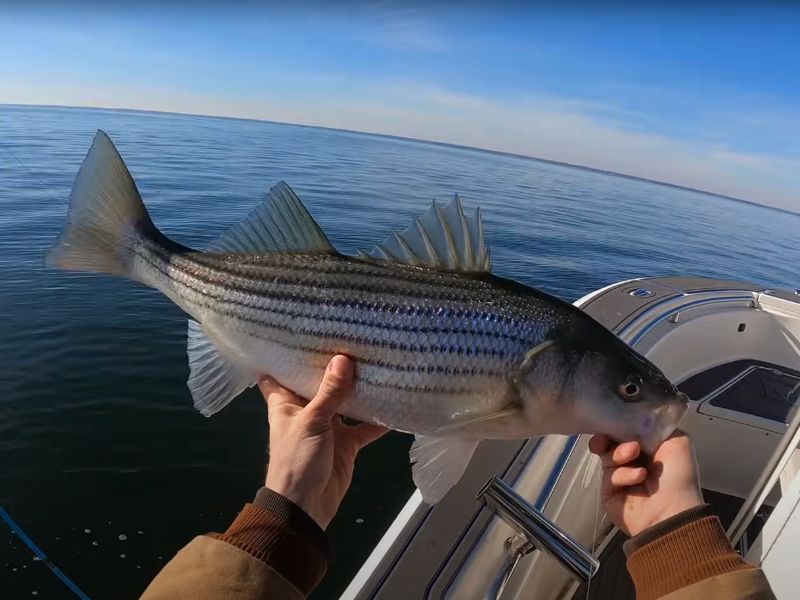 striped bass chesapeake bay fishing