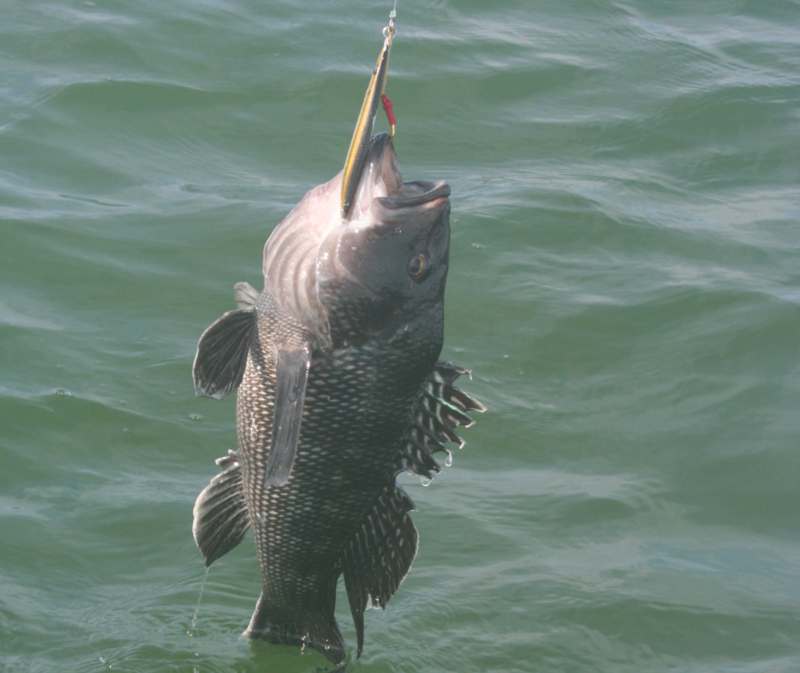 A successful sea bass fishing trip out of OCMD