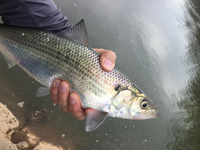 fishing for shad in the potomac river near fletchers cove