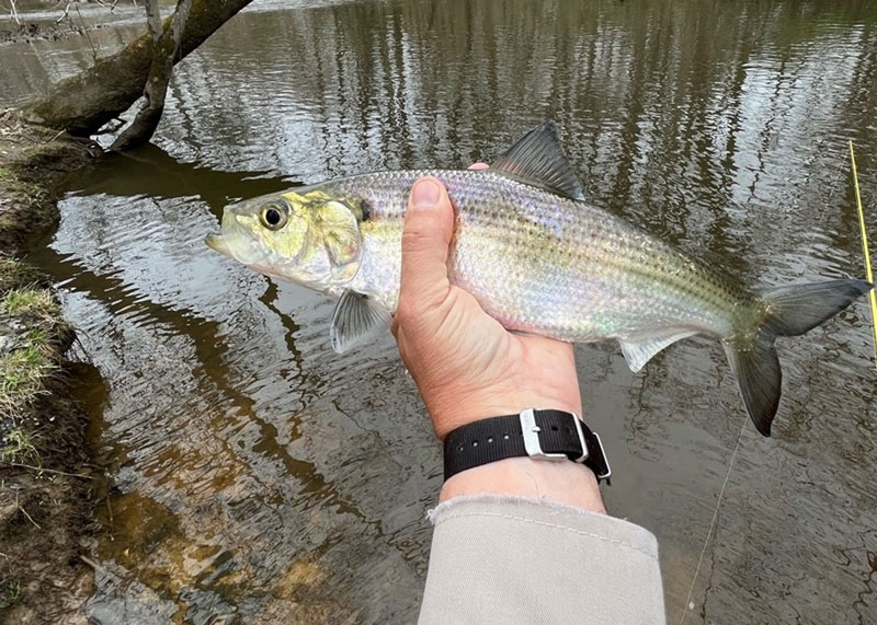 catching shad in the river