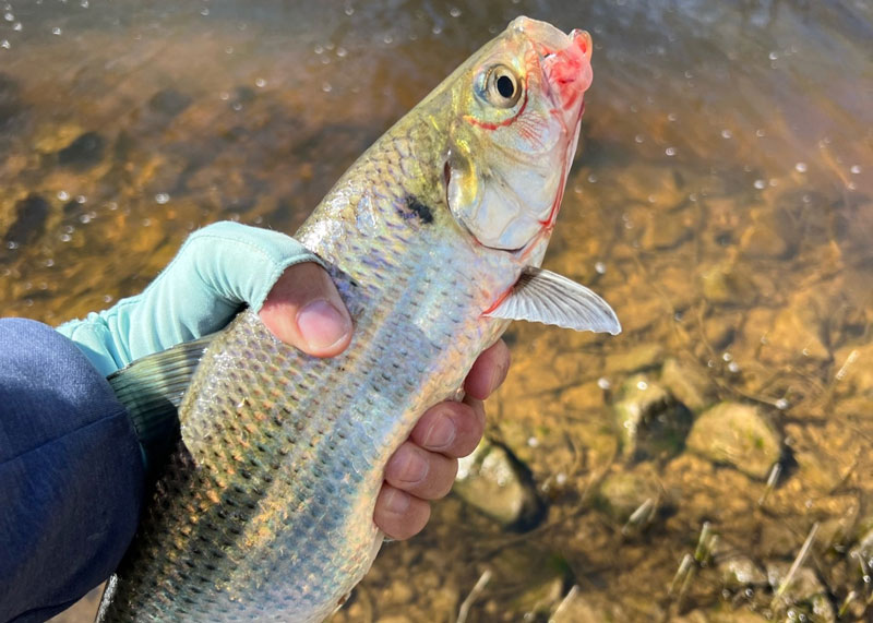 fishing for shad in the rivers