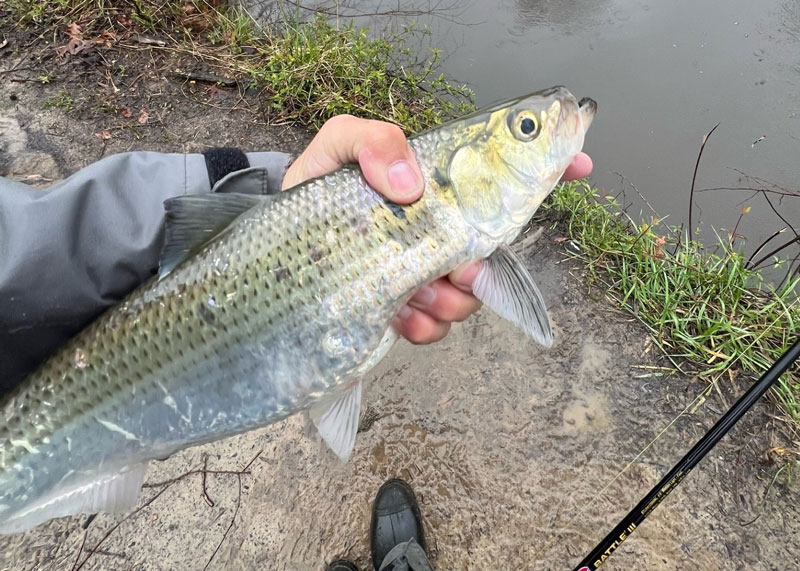 Maryland & Chesapeake Bay Fishing Report- March 21, 2024 - On The Water
