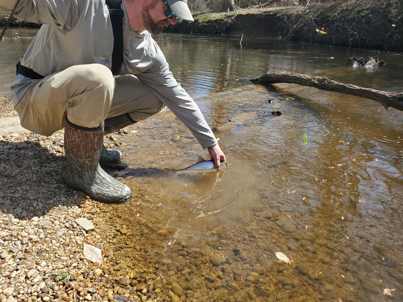 fishing for shad in a small river