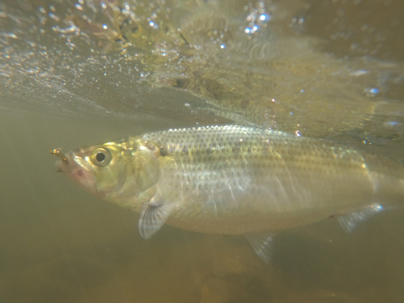 Shad Fishing in the Severn - Blog - Recorra