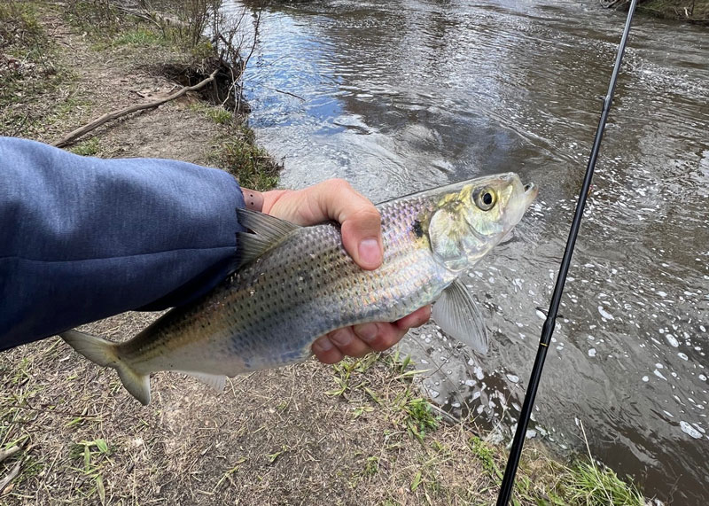 shad fishing in the spring