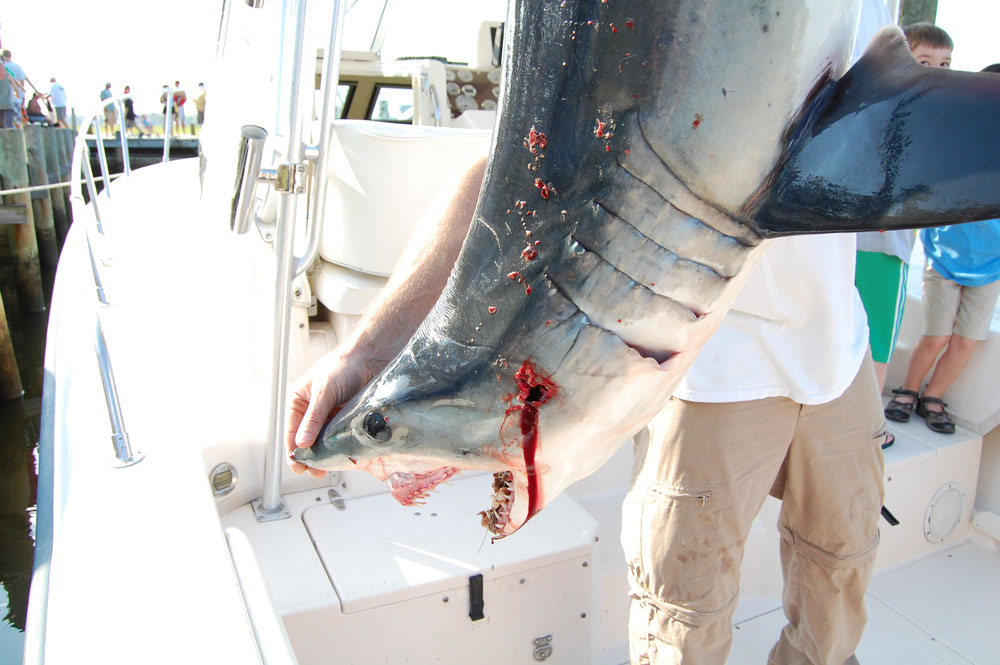 mako shark fishing