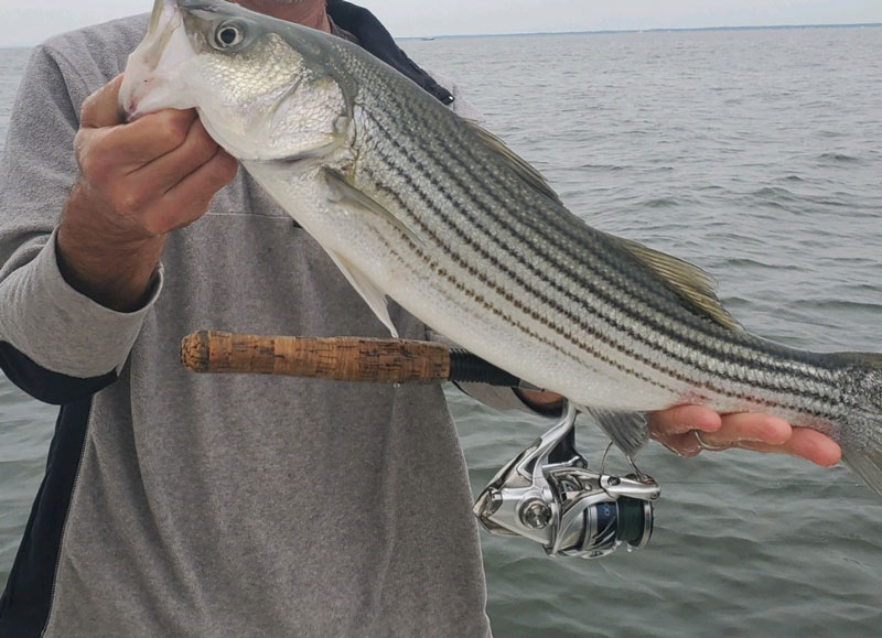 shimano stradic fishing reel with a fish
