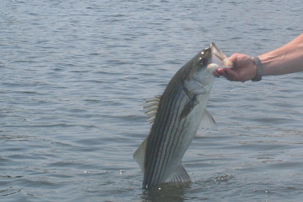 small rockfish