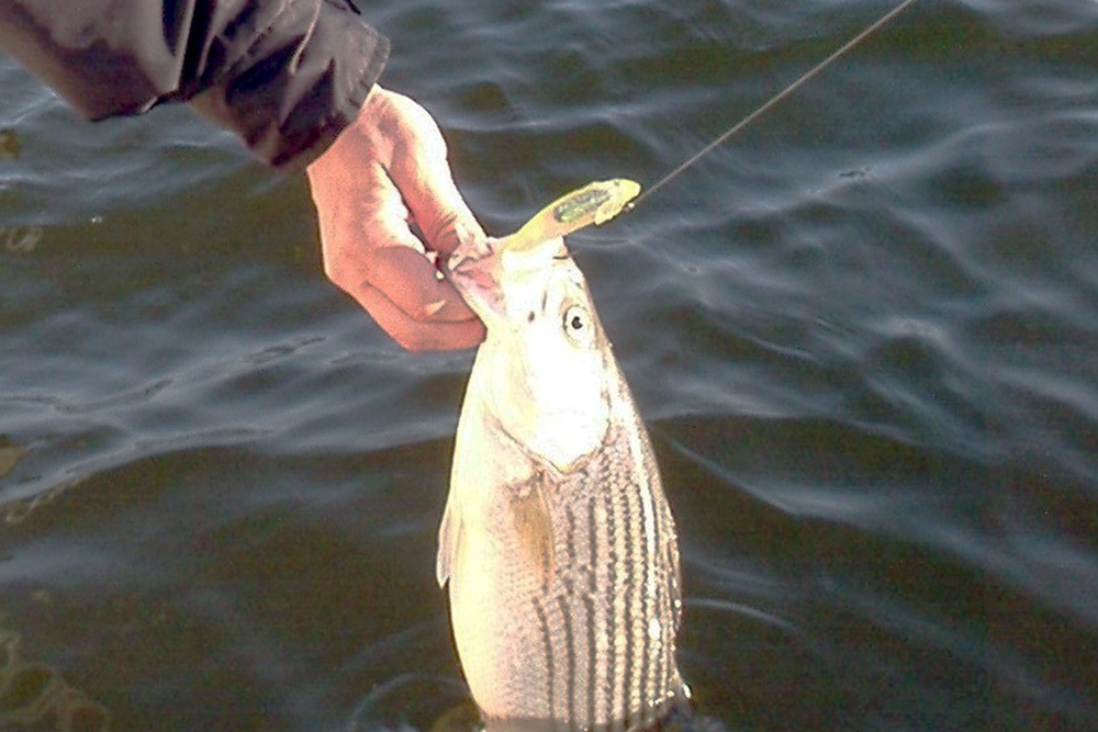 small striped bass