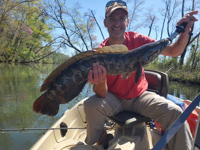 angler caught a snake head
