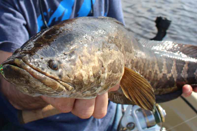 snakehead fish held by angler
